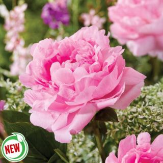 Lady Orchid Peony Thumbnail